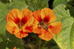 Wild bee on nasturtium (Tropaeolum) flowers