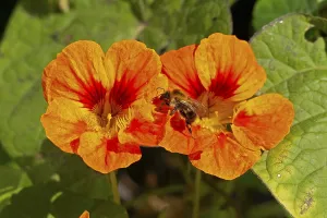Wild bee on nasturtium (Tropaeolum) flowers