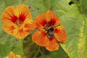 Wild bee on nasturtium (Tropaeolum) flowers