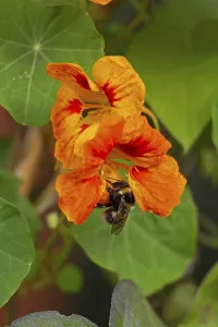 Wild bee on nasturtium (Tropaeolum) flowers