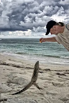 Wild Belted-tailed Iguana jumps for food