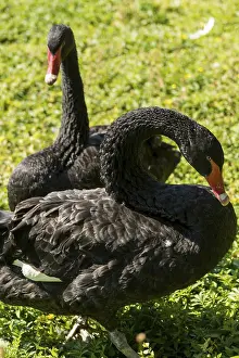 Two wild black swans on green grass