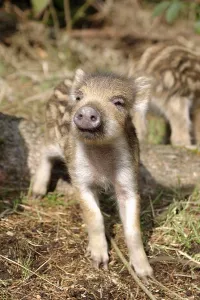 Wild Boar