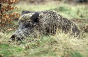 Wild boar
