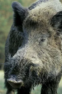 Wild boar
