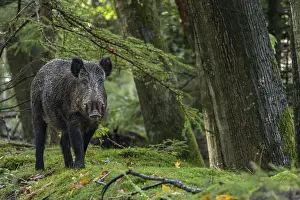 Wild boar boar (Sus scrofa) looking for beechnuts and acorns