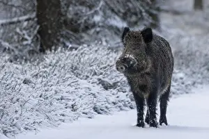 Wild boar boar (Sus scrofa) during mating season