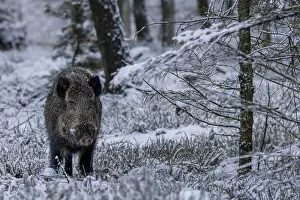 Wild boar boar (Sus scrofa) during mating season