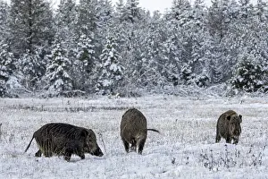 Wild boar boar (Sus scrofa) during mating season