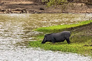 A wild boar drinks on the riverbank