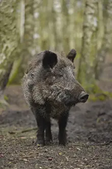 Wild boar, Game Park, Gross Schoenebeck
