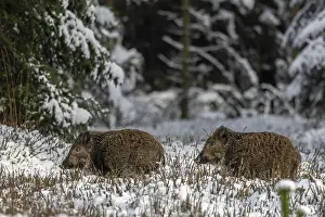 Two wild boar newbies (Sus scrofa) follow the stream