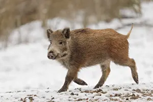 A wild boar piglet (Sus scrofa) runs across a snow-covered field