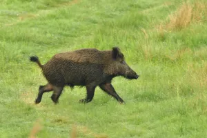 Wild boar on the run, Wild boar running over a meadow in the morning