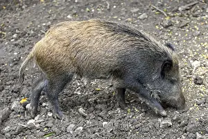 Wild boar scratching for food on the ground in the forest