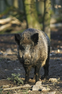 Wild boar (Sus scrofa)