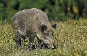 Wild Boar (sus scrofa)
