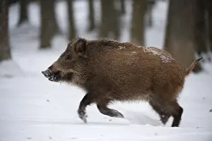 Wild boar (Sus scrofa)