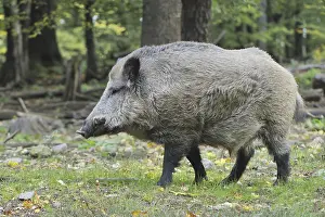 Wild boar (Sus scrofa)
