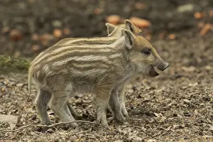 Wild boar (Sus scrofa)