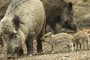 Wild boar (Sus scrofa)