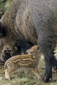Wild boar (Sus scrofa)