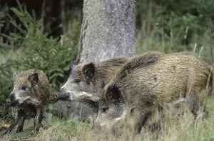 Wild boar (Sus scrofa)