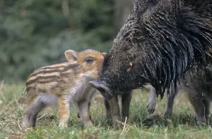 Wild boar (Sus scrofa)