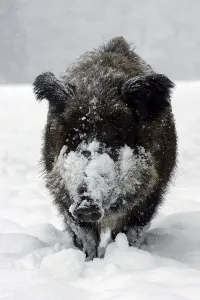 Wild Boar (Sus scrofa)