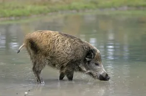Wild boar (Sus scrofa)