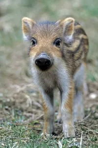 Wild Boar (Sus scrofa)