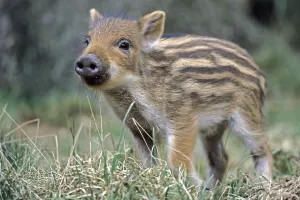 Wild Boar (Sus scrofa)