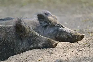 Wild boar (Sus scrofa), two adult pigs lying snoozing on the ground
