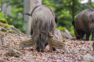 Wild boar (Sus scrofa), adults and piglets
