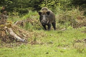 Wild boar (Sus scrofa) Boar in the rain in front of the thicket