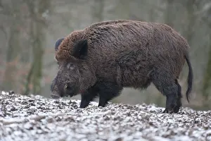Wild Boar (Sus scrofa), boar with winter coat