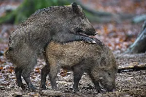 Wild boar (Sus scrofa) copolised