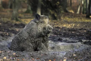 Wild boar (Sus scrofa) covered in mud taking a mudbath in quagmire