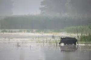 The wild boar (Sus scrofa) crosses a pond