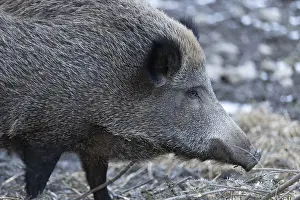 Wild boar (Sus scrofa), Daun Wildlife Park