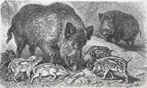 Wild boar (Sus scrofa), digitally restored reproduction of an original from the 19th century