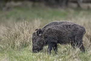 Framed Print : This wild boar (Sus scrofa) does not look healthy due to the shaggy fur