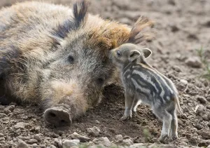 Wild boar (Sus scrofa), dormant sow and piglet
