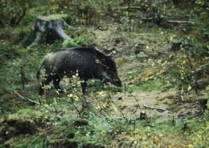 Wild boar, Sus scrofa, eating, Burbach