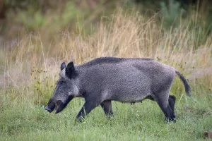 Wild Boar (Sus scrofa), Eifel, Rhineland-Palatinate