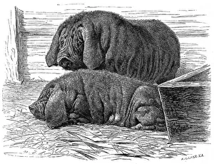 Wild boar (Sus scrofa) f. domestica