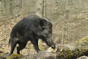 Wild boar (Sus scrofa) foraging at a rotten tree trunk, captive, North Rhine-Westphalia, Germany, Europe