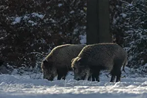 Two wild boar (Sus scrofa) foraging in the snow