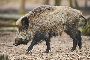 Wild boar (Sus scrofa) in a forest