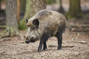 Wild boar (Sus scrofa) in a forest